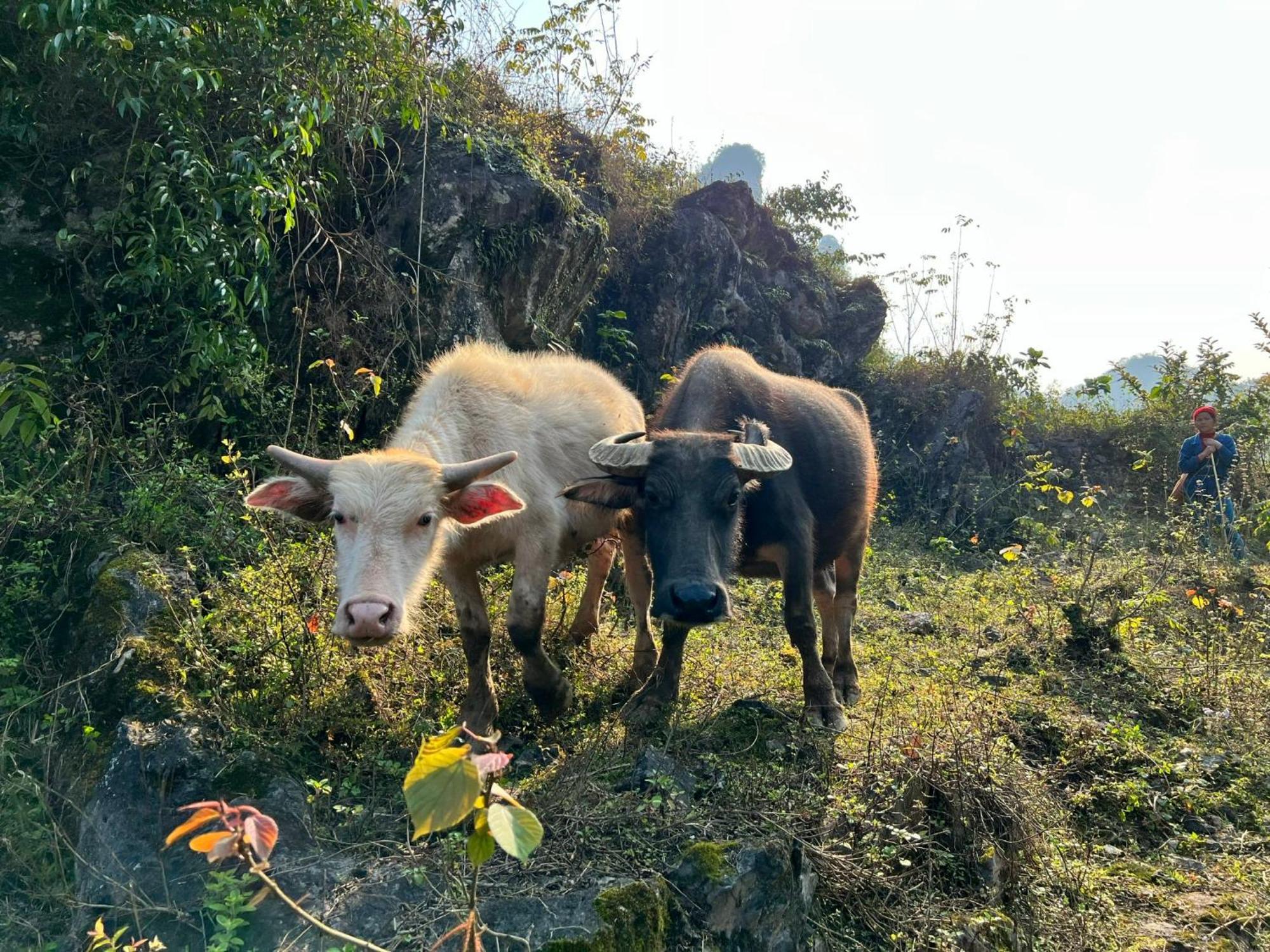 Nasan Green Farm كاو بانغ المظهر الخارجي الصورة